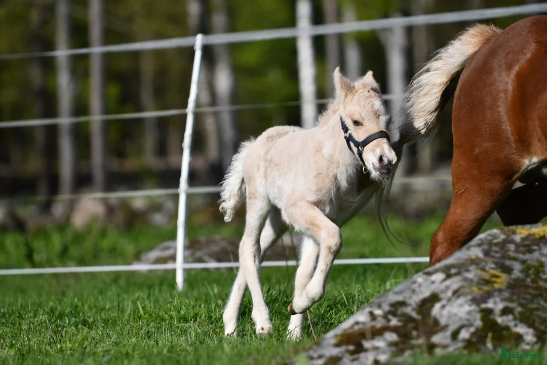 Island hästar till salu: Fantastisk unghingst med potential för sport &avel i Tranås - Annons 8