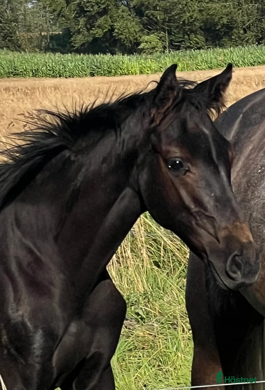 Hoppning hästar till salu: 1 years old mare for sale  - Annons 1