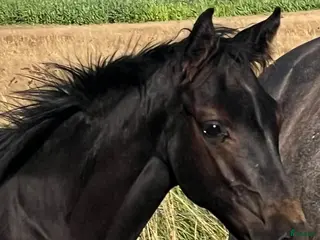 Hoppning hästar till salu: 1 years old mare for sale - Annons 3