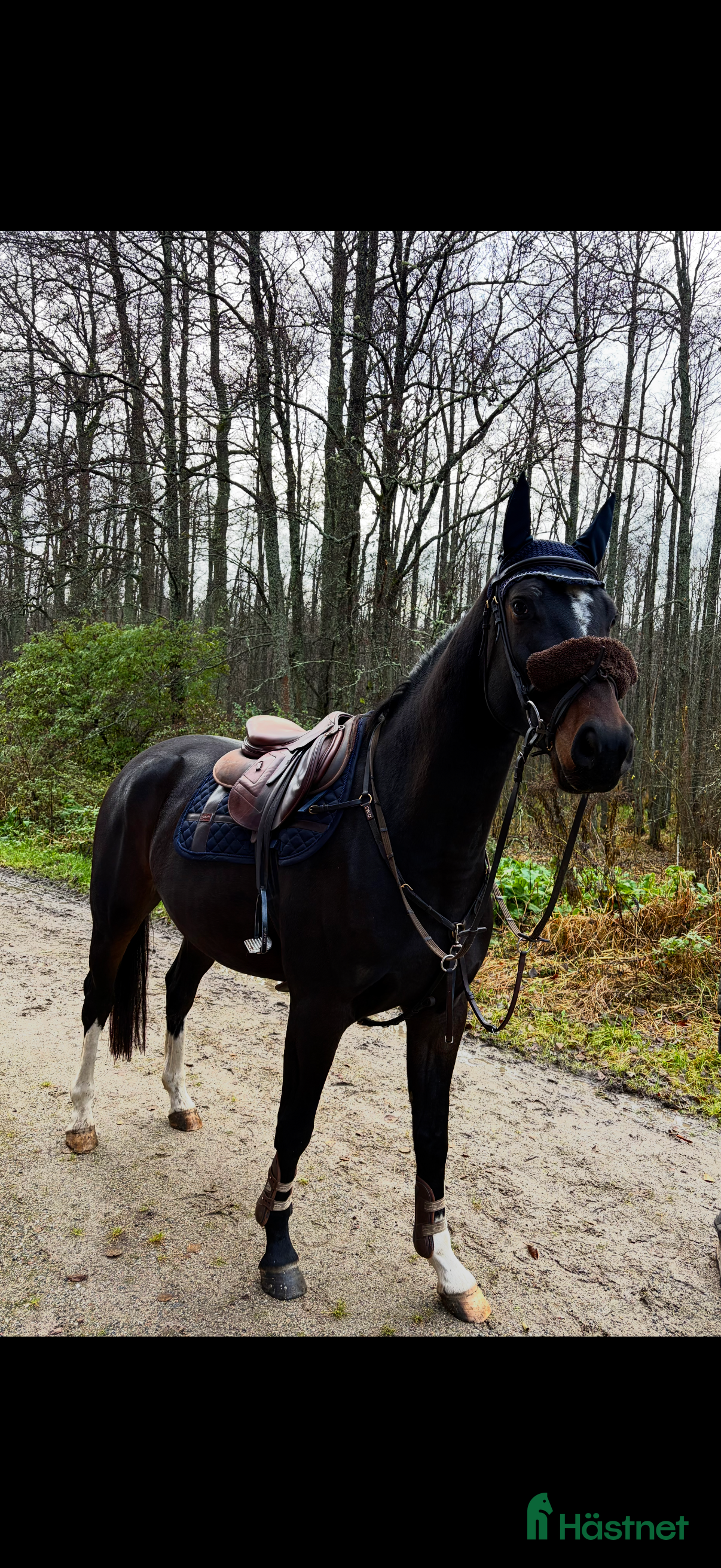  hästar Superfin 5 årig Valack i Sala - Annons 18