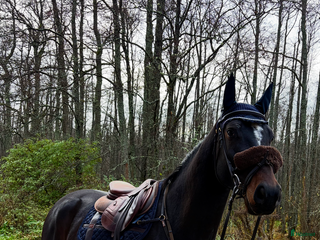 hästar Superfin 5 årig Valack i Sala - Annons 12