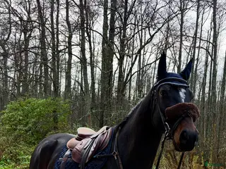 hästar Superfin 5 årig Valack i Sala - Annons 18