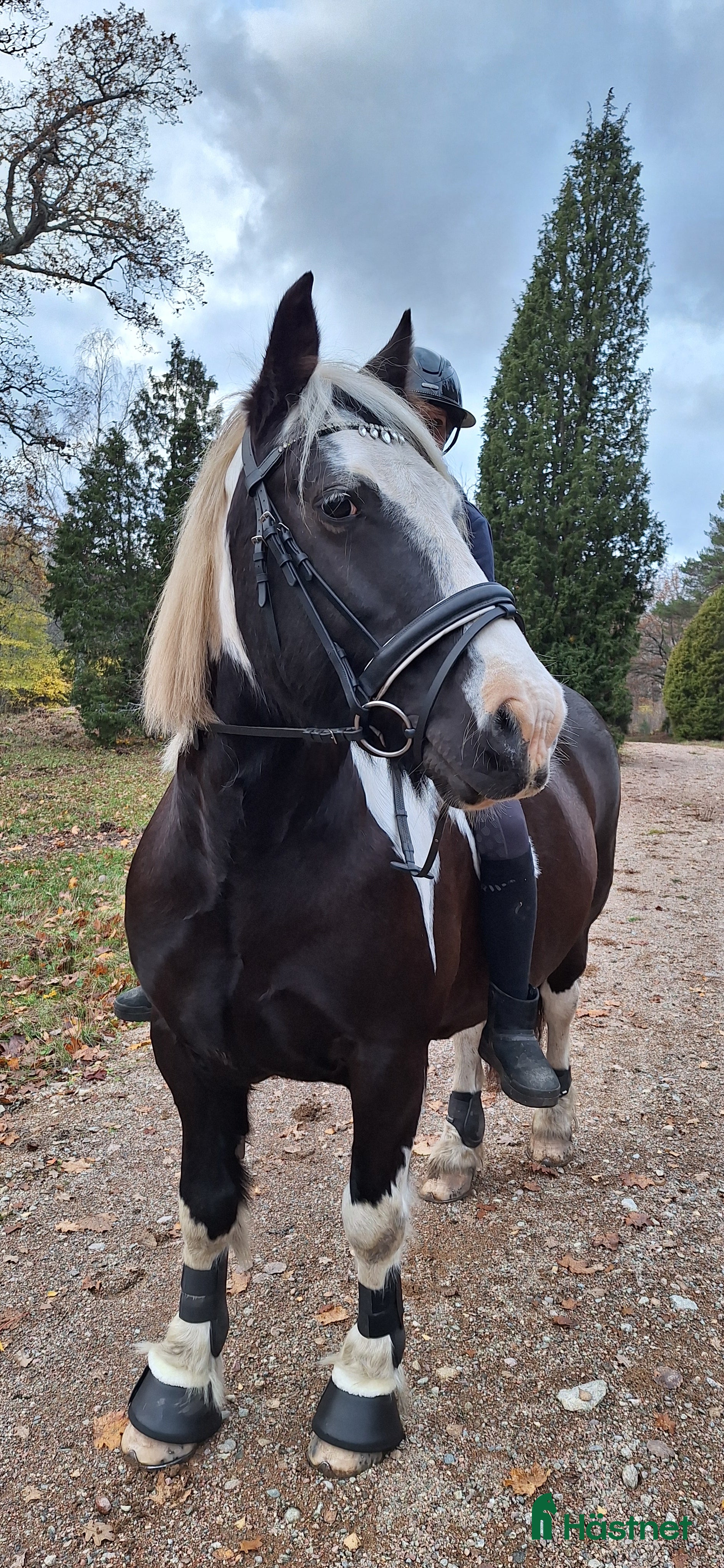  hästar Mysig skogsmulle - Annons 1