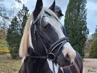 hästar Mysig skogsmulle - Annons 1