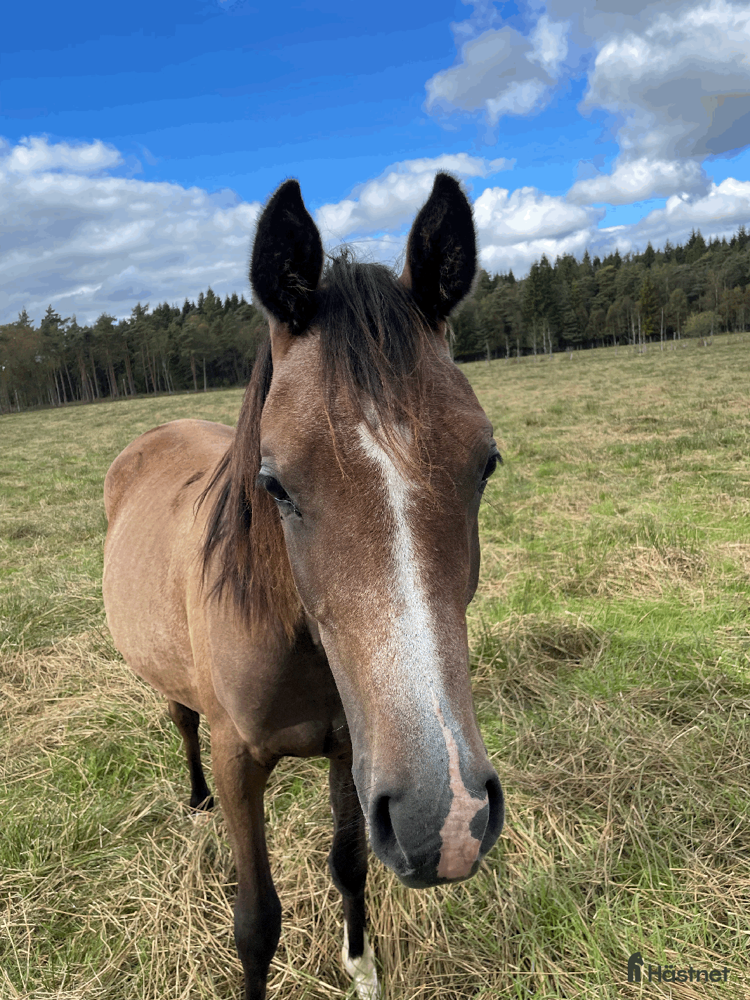 Allround hästar till salu: Trevlig unghingst i Skånes Fagerhult - Annons 3