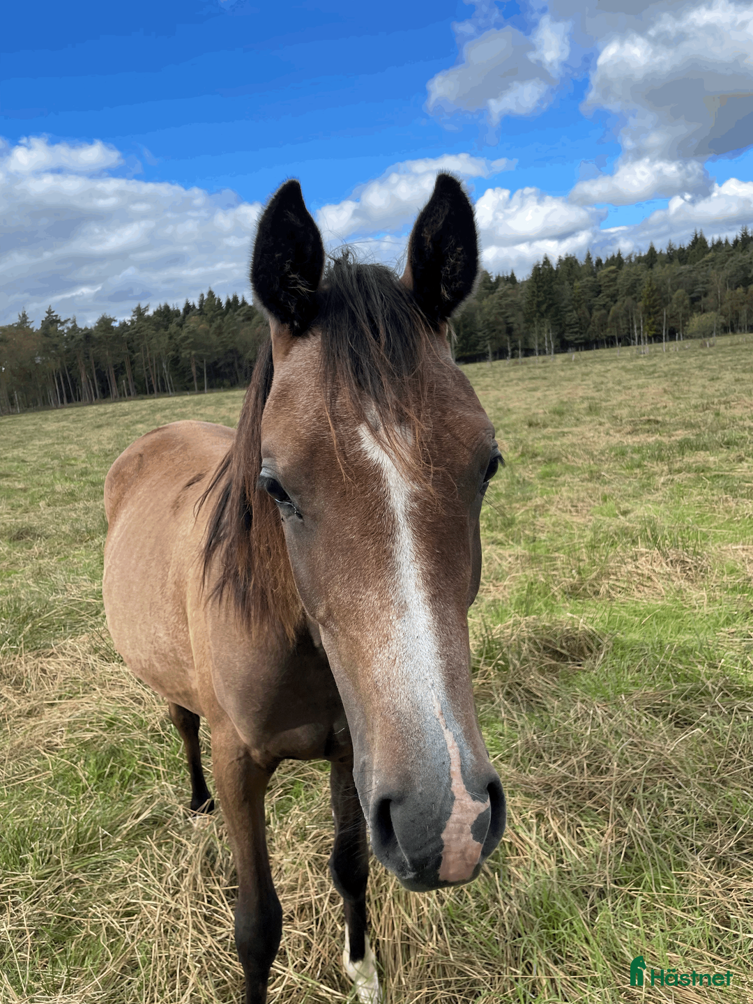 Allround hästar till salu: Trevlig unghingst i Skånes Fagerhult - Annons 3