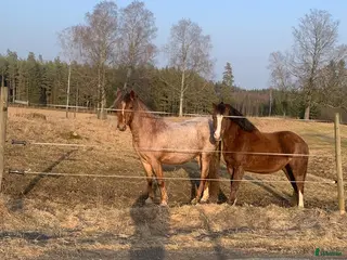 hästar 2 fina ston söker nytt hem - Annons 15