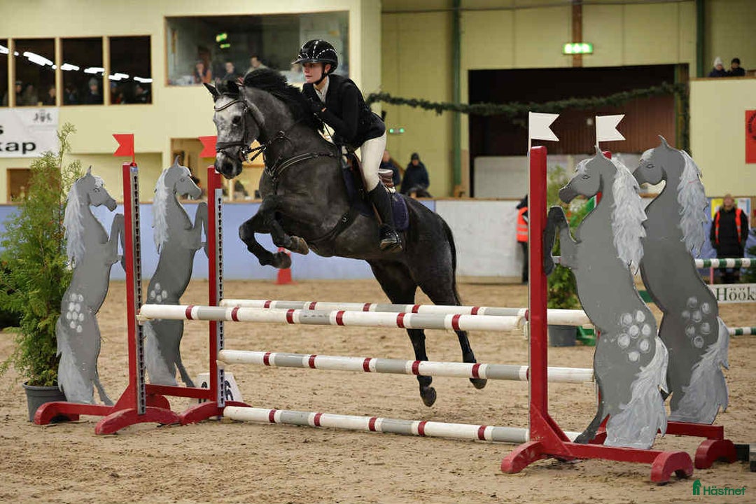 Hoppning hästar till salu: C-ponny med stort hopp och hög ridbarhet i Kungsbacka - Annons 1