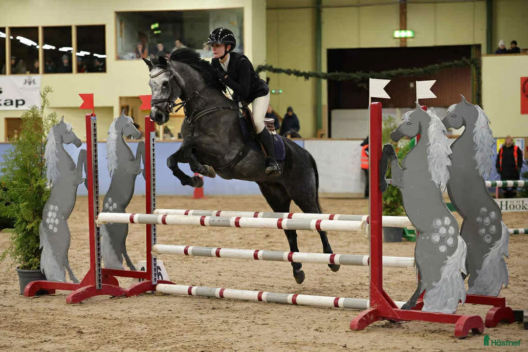 Hoppning hästar till salu: C-ponny med stort hopp och hög ridbarhet i Kungsbacka - Annons 1