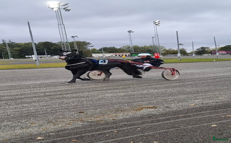  hästar i Häggenås - Annons 3