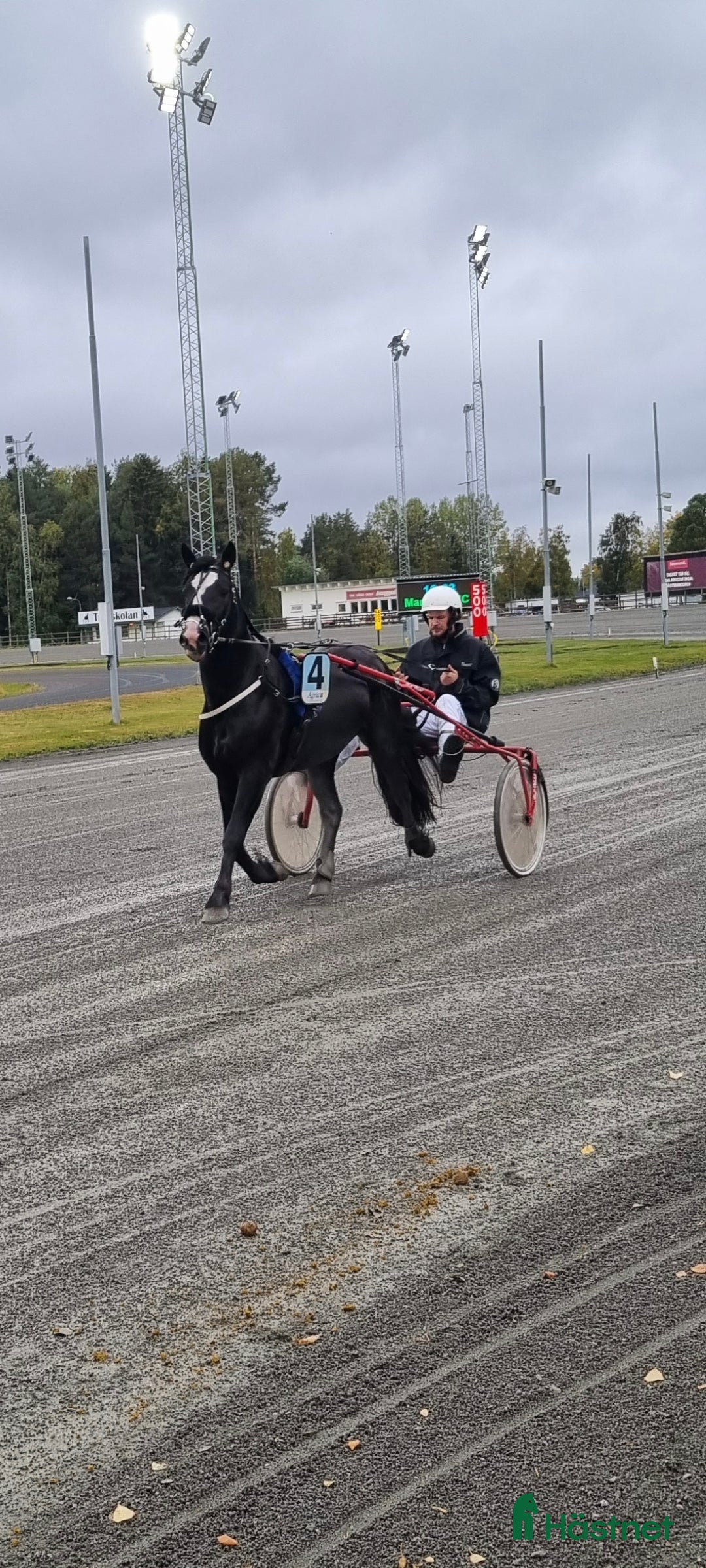 Trav hästar till salu: Snygg och trevlig i Häggenås - Annons 1