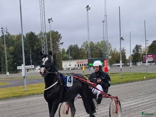 hästar Snygg och trevlig i Häggenås - Annons 8