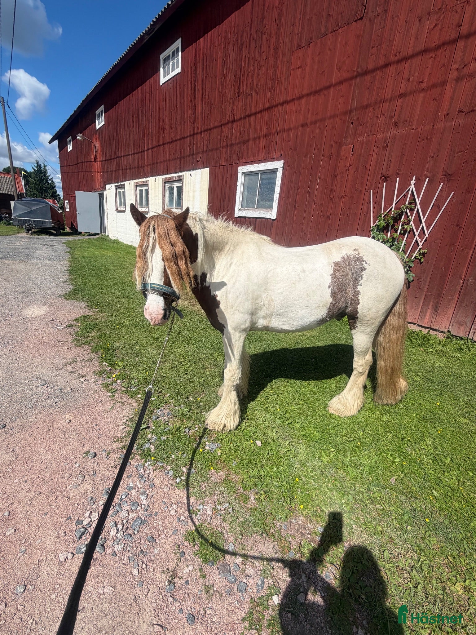  hästar C-ponny projekt - Annons 1