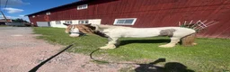 Hoppning hästar till salu: C-ponny projekt - Annons 1