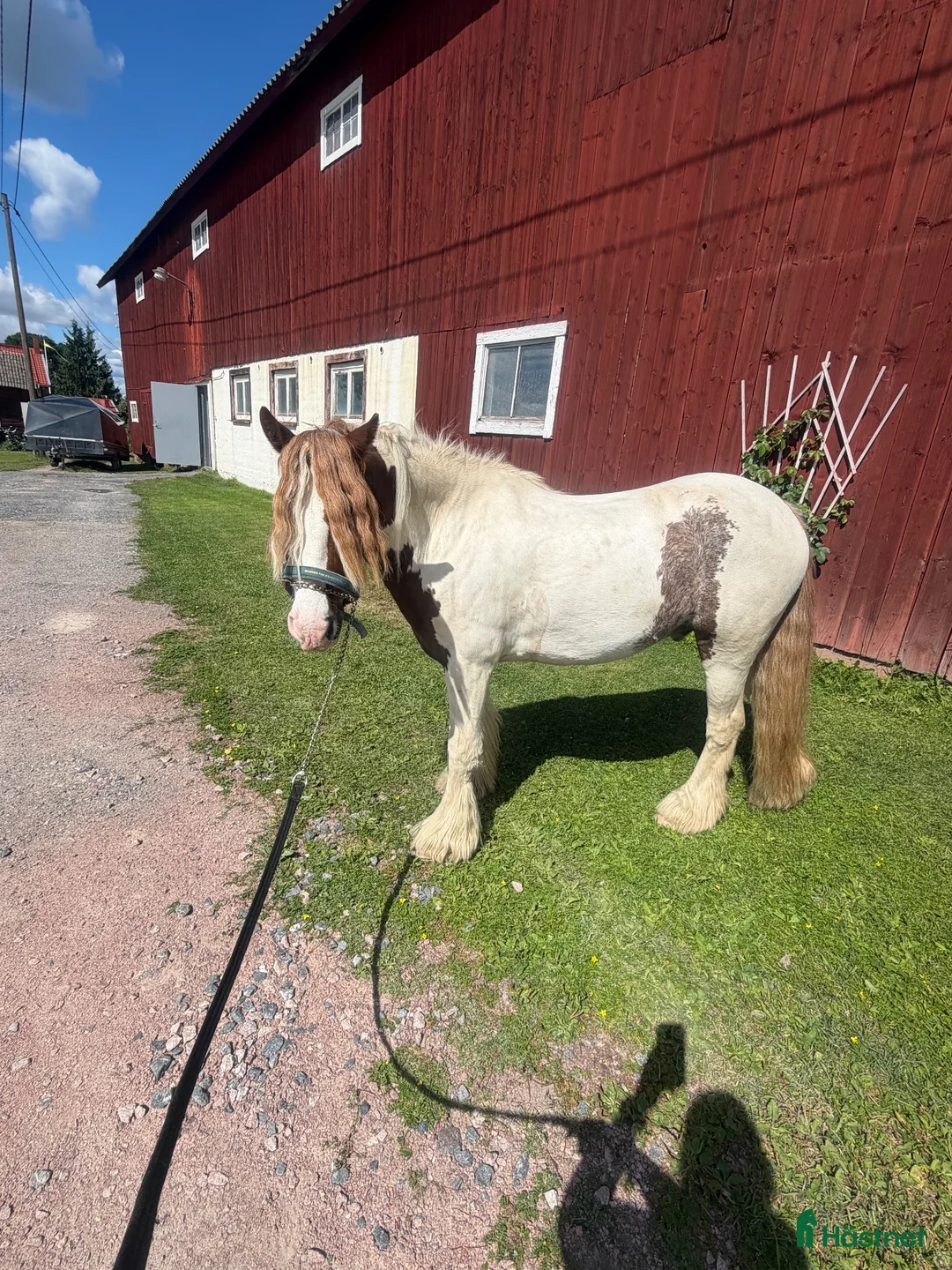 Hoppning hästar till salu: C-ponny projekt - Annons 1