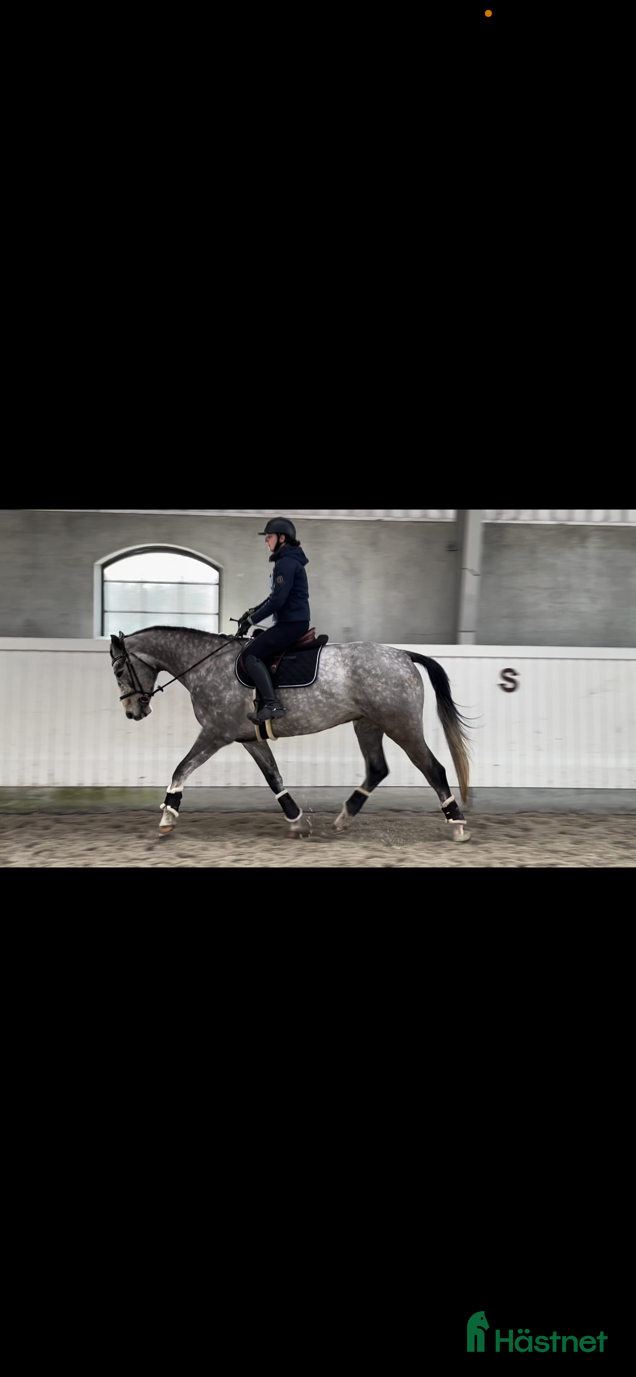  hästar SWB valack - Annons 12