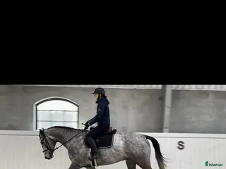 hästar SWB valack - Annons 12