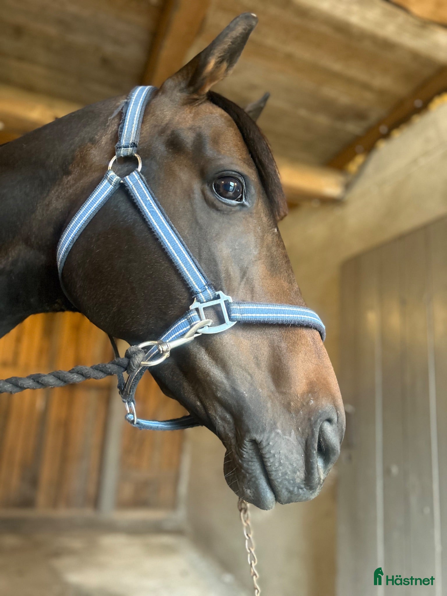  hästar Bell söker sin människa ❤️ - Annons 4