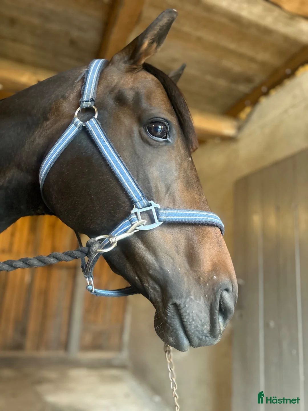 Allround hästar till salu: Bell söker sin människa ❤️ - Annons 1