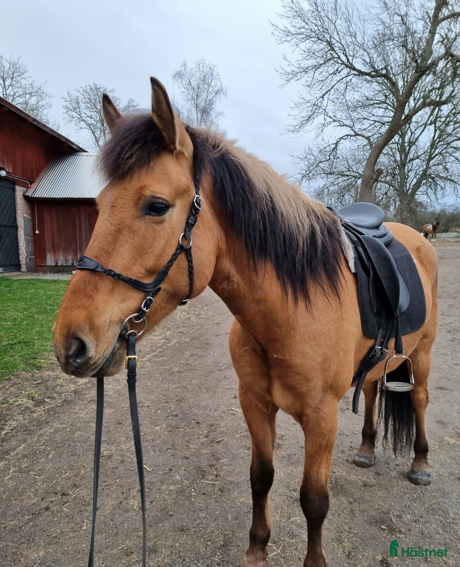  hästar Rysk basjkirvalack söker sin rätta människa - Annons 2