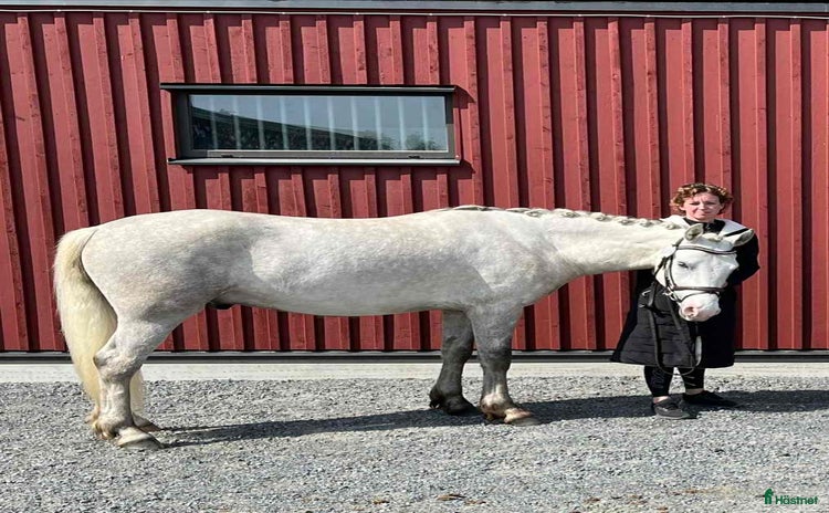  hästar i Bureå - Annons 2