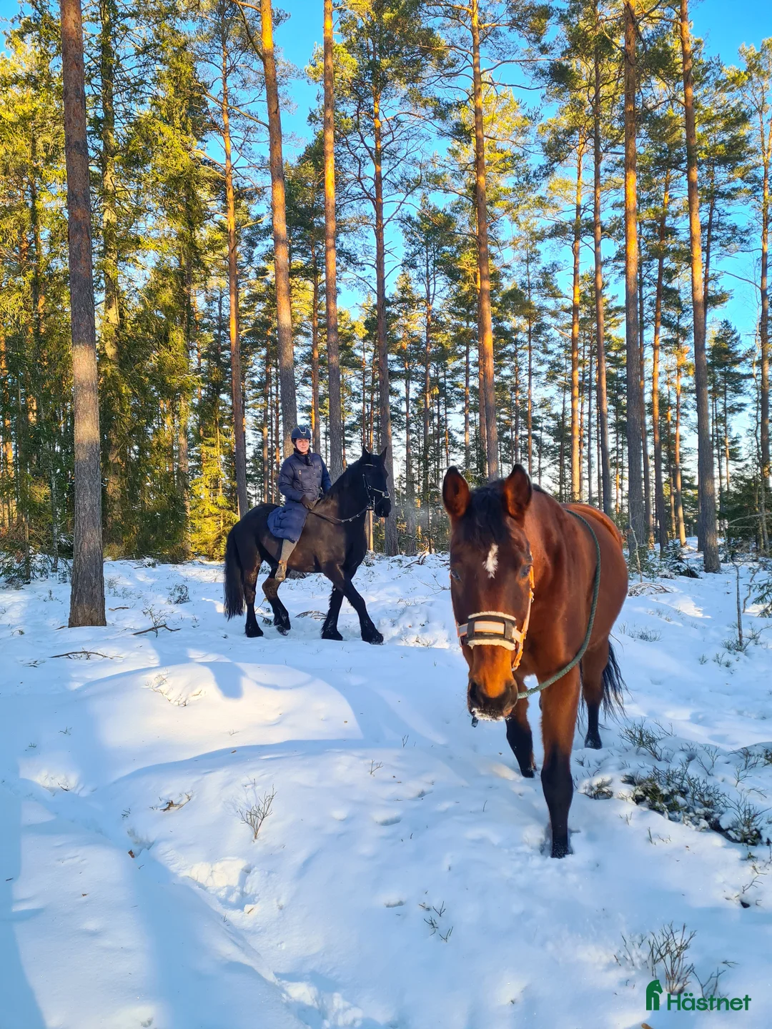 Sällskap hästar till salu: Brådskande - Sällskapshäst utlånas i Söderköping - Annons 3