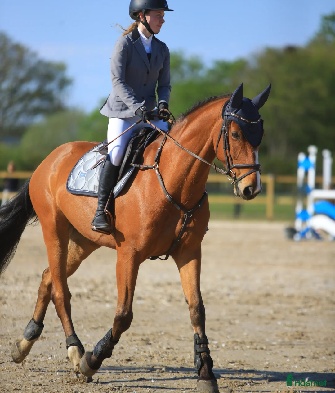 Hoppning hästar till salu: Kvalitetshest - Annons 2