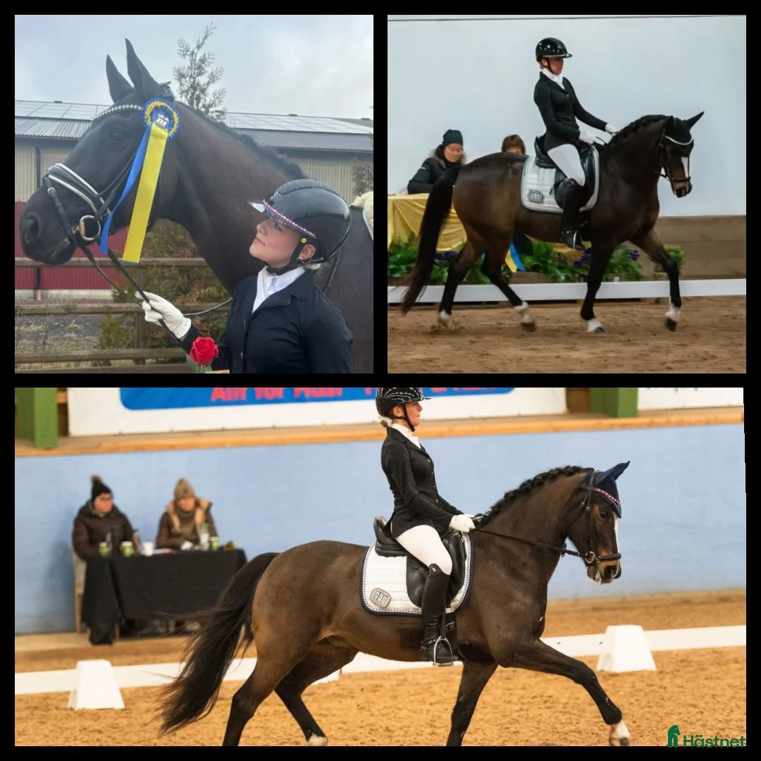 Dressyr hästar sökes: Dressyrhäst till duktig junior i Bro - Annons 1