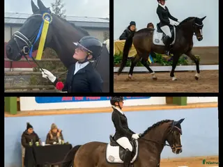 hästar Dressyrhäst till duktig junior - Annons 11