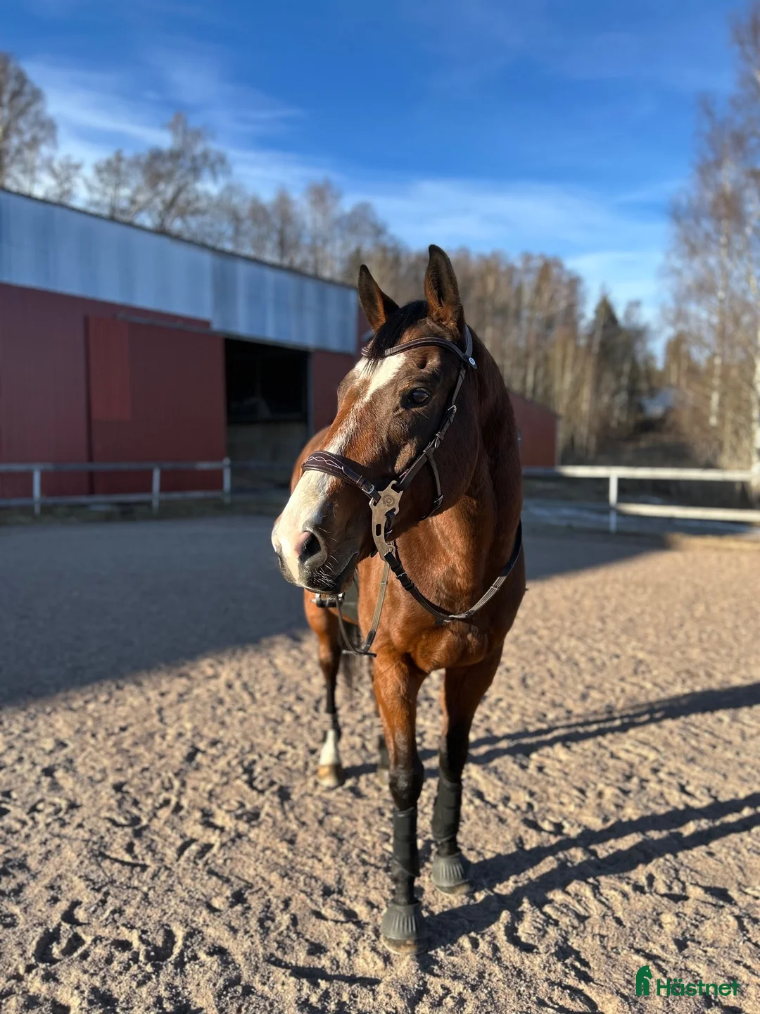 Allround hästar till salu: Bästa kompis 🩵 - Annons 1