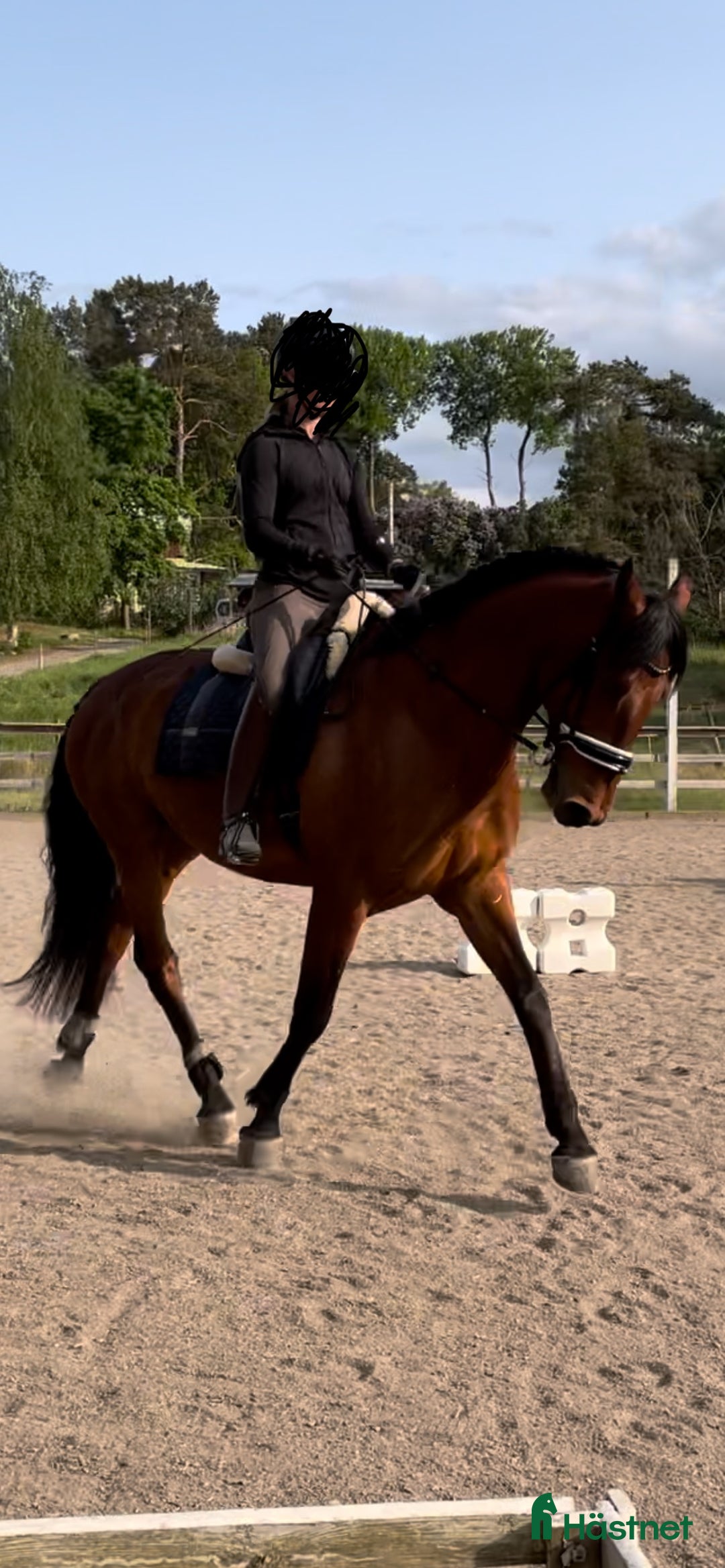 Allround hästar till salu: Lasse söker hem med uteritter och ev körning i Åkersberga - Annons 2