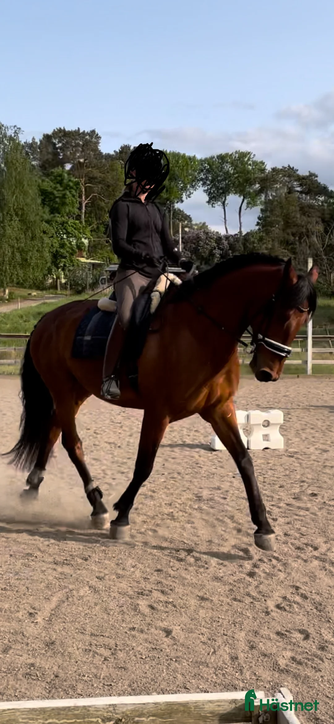 Allround hästar till salu: Lasse söker hem med uteritter och ev körning - Annons 2