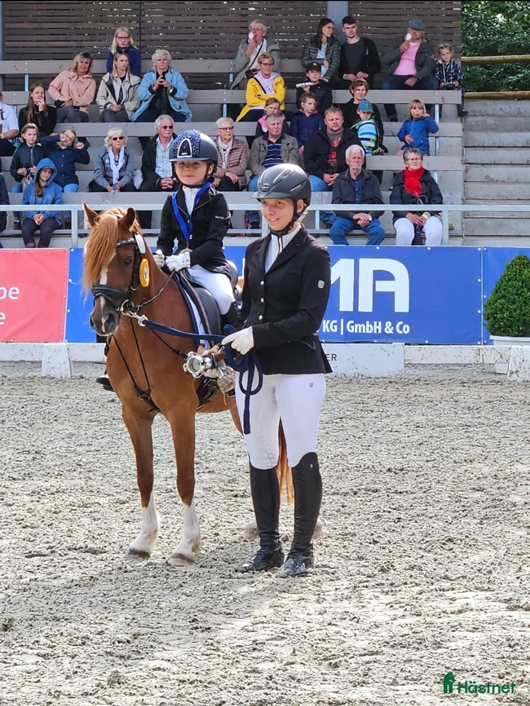 Allround hästar till salu: Svenljunga i Svenljunga - Annons 1