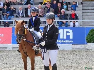 hästar Svenljunga i Svenljunga - Annons 8