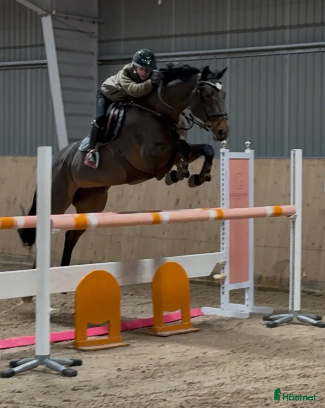 Hoppning hästar till salu: Rutinerad childrens häst  - Annons 2