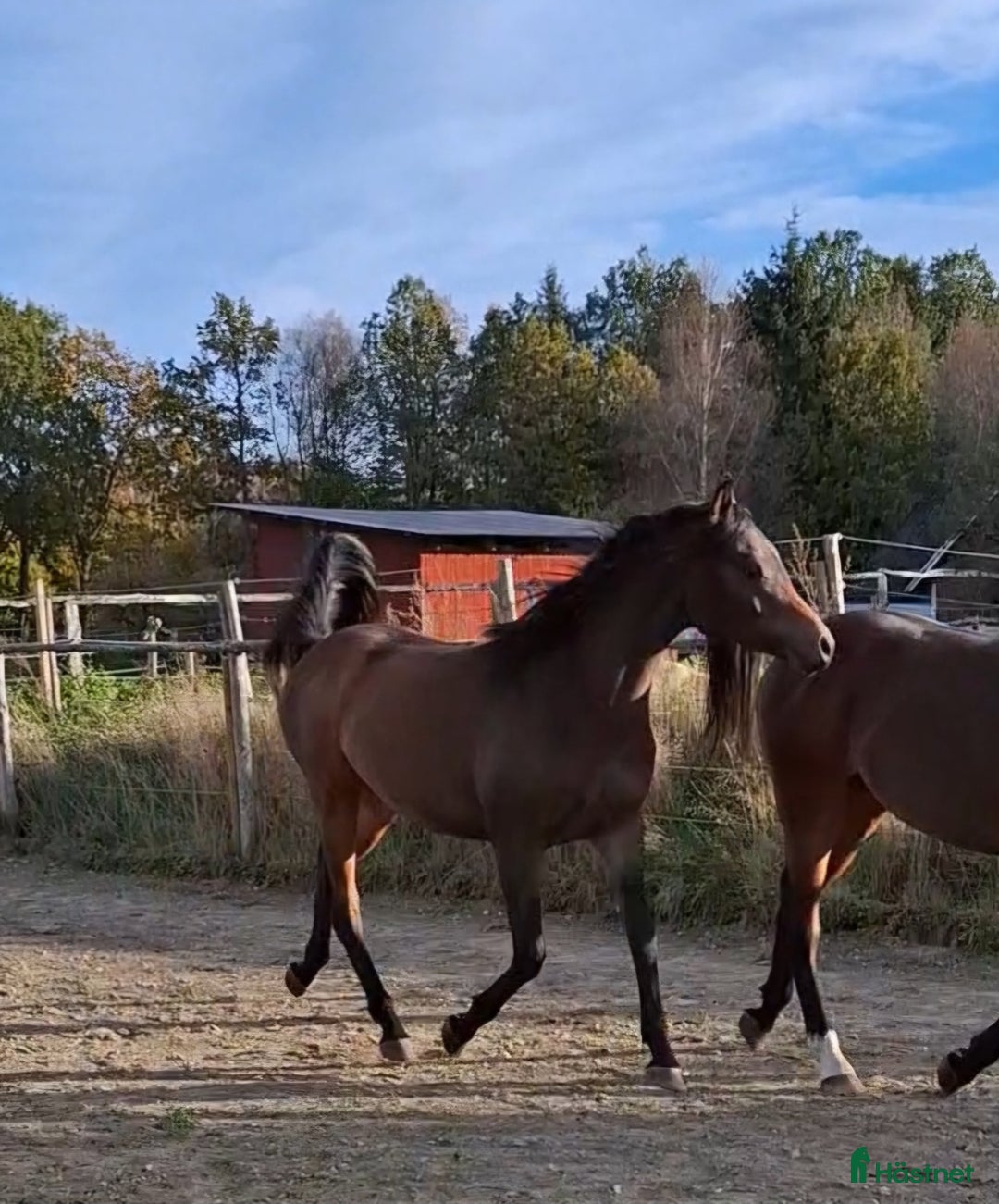 Allround hästar till salu: Coolaste killen!  i Agunnaryd - Annons 5