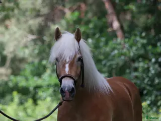Allround hästar till salu: *reserverad* Fin Haflinger sto söker hem - Annons 2