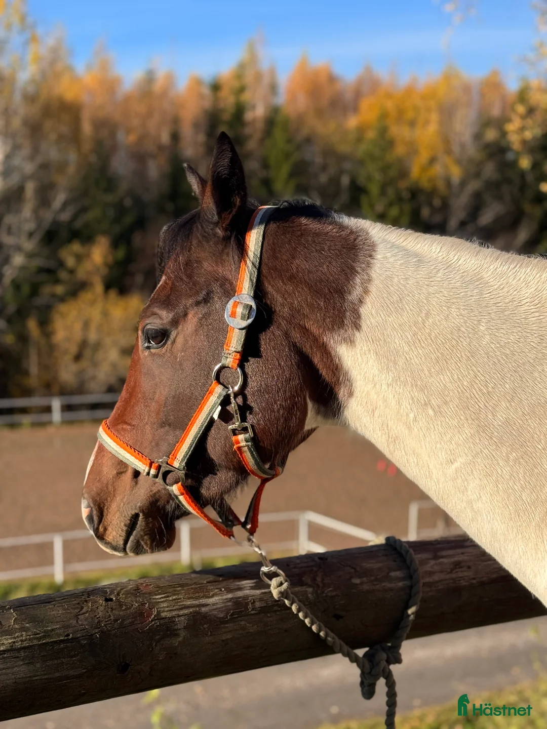 Western hästar till salu: Paintsto, 5 år - Annons 2