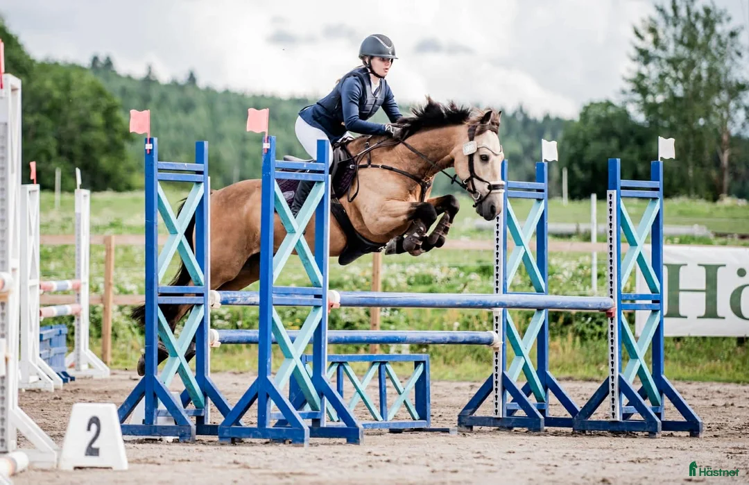 Hoppning hästar till salu: Guldponnyn - Annons 1