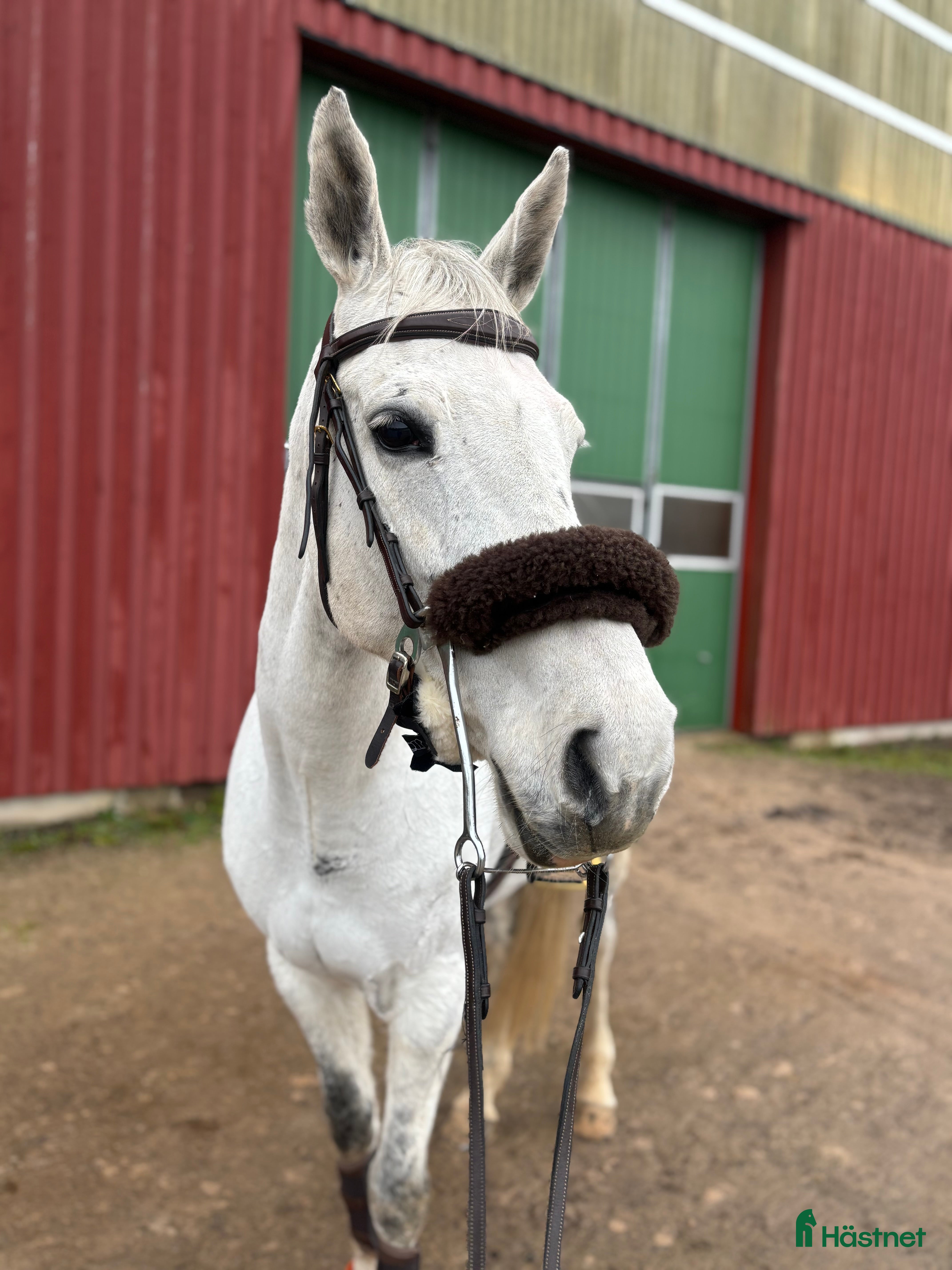  hästar Hobby/Avelssto/Byte i Helsingborg - Annons 4