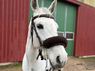 Allround hästar till salu: Hobby/Avelssto/Byte i Helsingborg - Annons 1