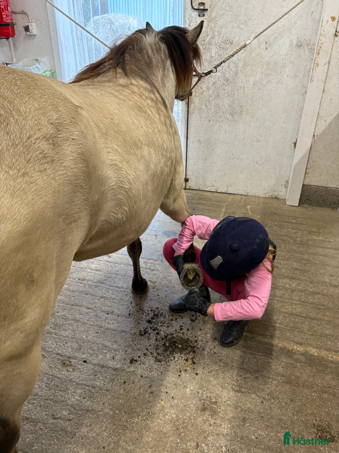 Allround hästar till salu: Diplomsto 40p med 9:a på traven i Sundsvall - Annons 2