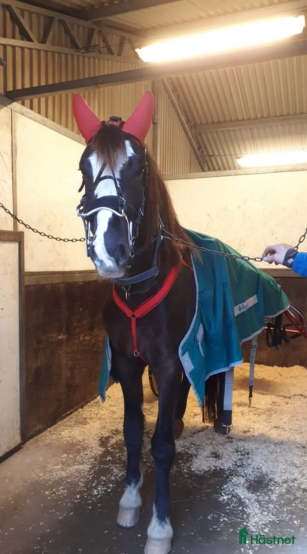 Allround hästar till salu: Mycket fin stammat kallblodsto Avel//skogsmulle i Säffle - Annons 4