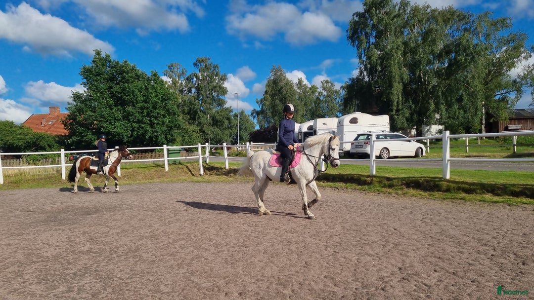  medryttarhäst finnes: Medryttare sökes i Skövde - Bild 9