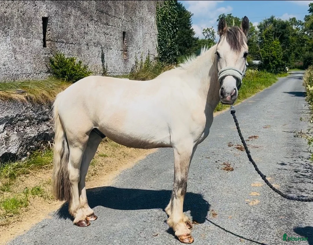 Allround hästar till salu: Ride & Drive gelding  - Annons 2