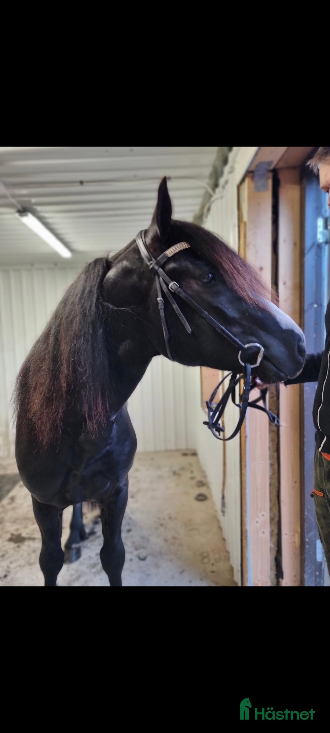 Trav hästar till salu: Snygg och trevlig i Häggenås - Annons 4