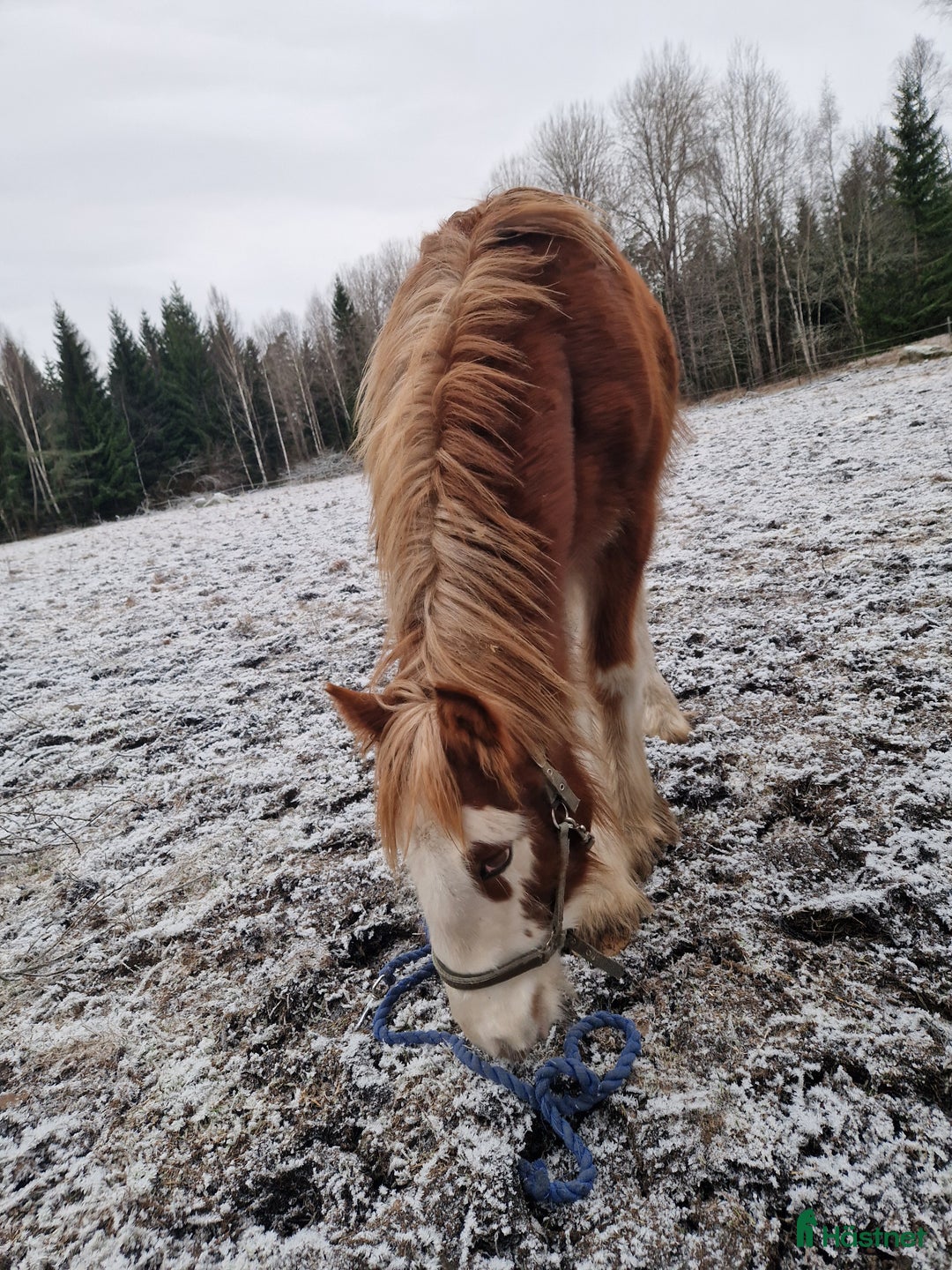 Allround hästar till salu: Vackert hingstföl säljes  - Annons 2