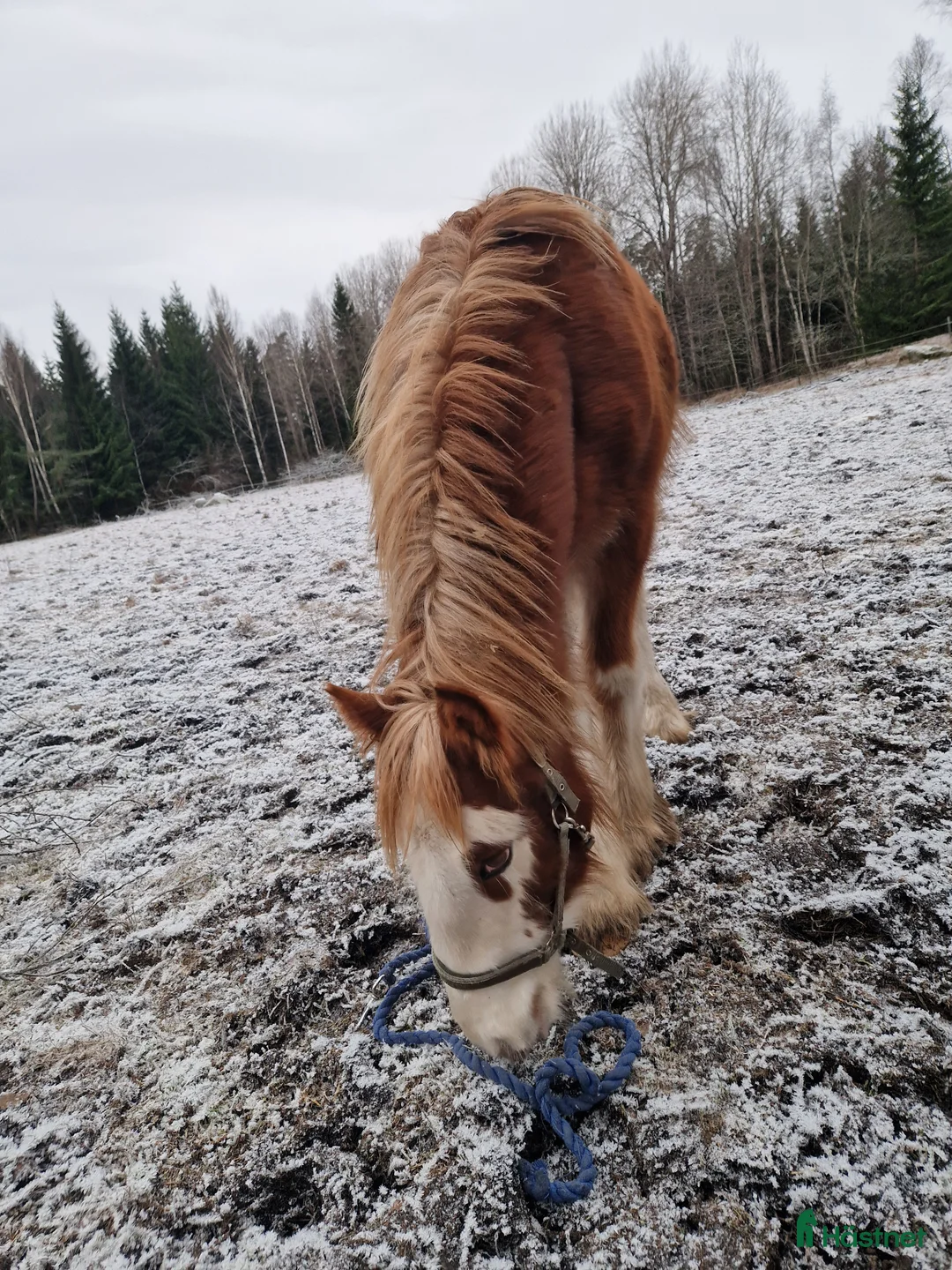 Allround hästar till salu: Här finns din nya bästa vän på fyra ben! - Annons 2