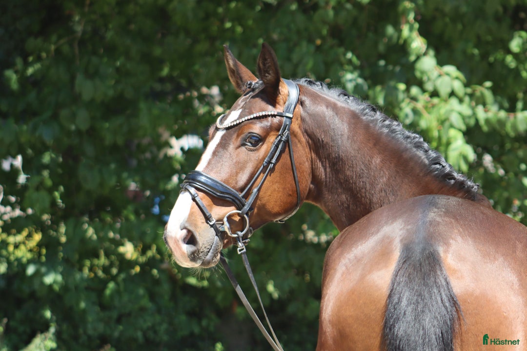 Dressyr hästar till salu: Top young dressage horse - Annons 1