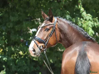 hästar Top young dressage horse - Annons 4